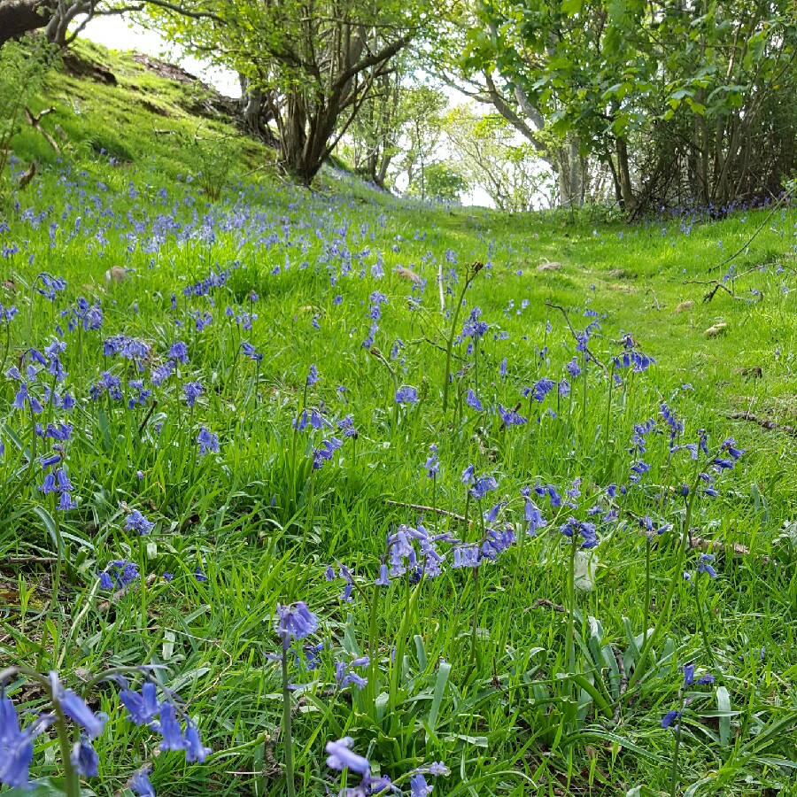 English Bluebell