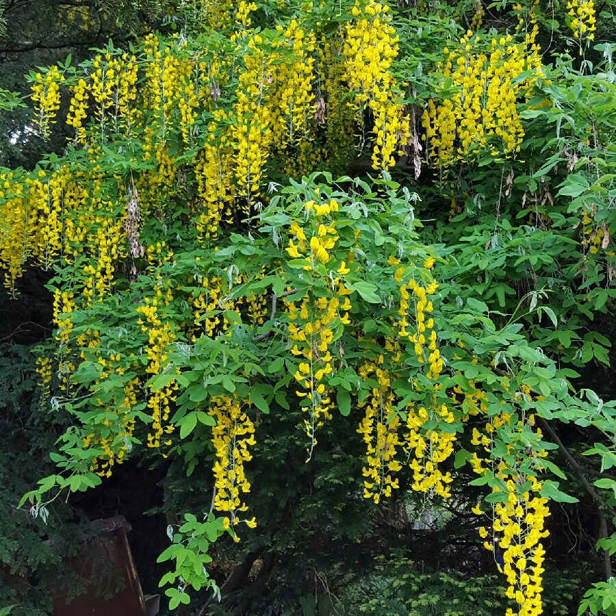 Laburnum