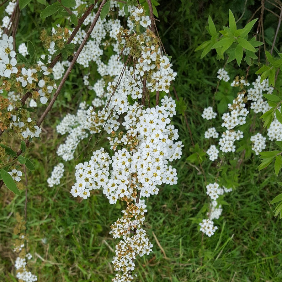 Bridal Wreath