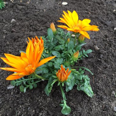 Treasure Flower 'Giant Bronze Striped'