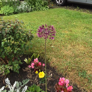 Allium 'Akbulak'