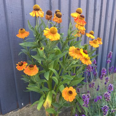 Sneezeweed