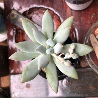 Pachyphytum 'Moon Silver'