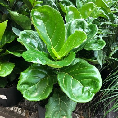 Fiddle Leaf Fig