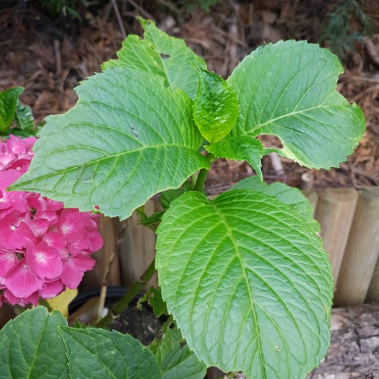 Plant image Hydrangea macrophylla 'Cocktail' (Rendez-vous Series)