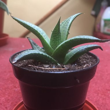 Haworthia Venosa ssp. Tessllata