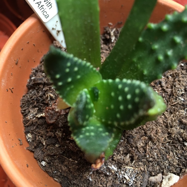 plant image 1166957