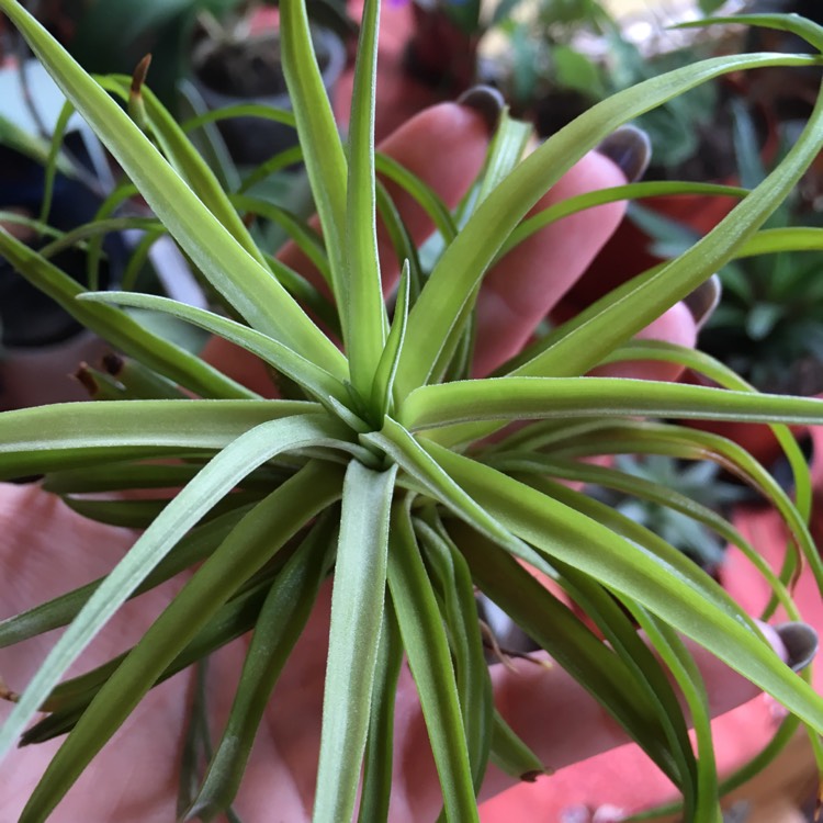 Plant image Tillandsia harrisii