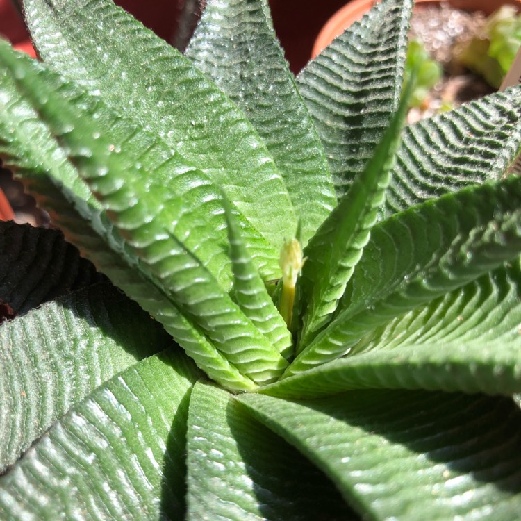 Plant image Haworthiopsis limifolia 'Green Knight' syn. Haworthia limifolia 'Green Knight'