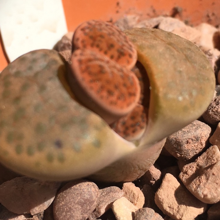 Plant image Lithops Fulviceps C266