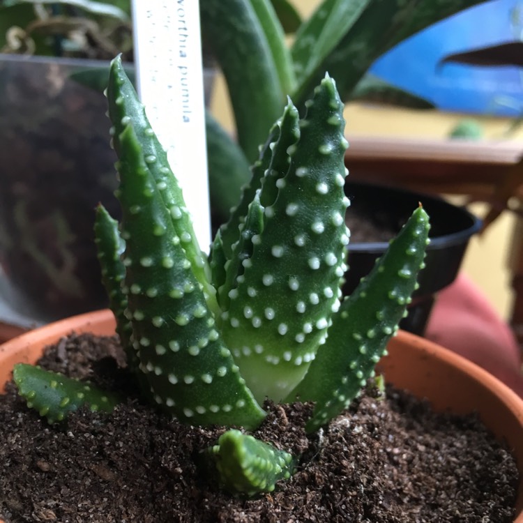 Plant image Haworthia pumila 'Little Donut'