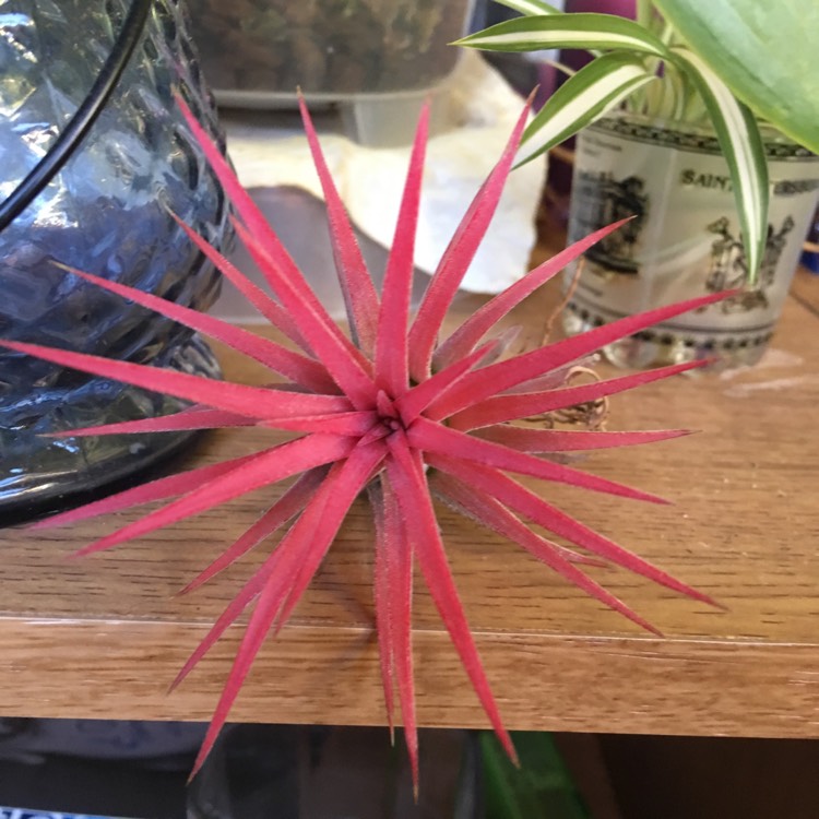 Plant image Tillandsia ionantha 'Fuego'