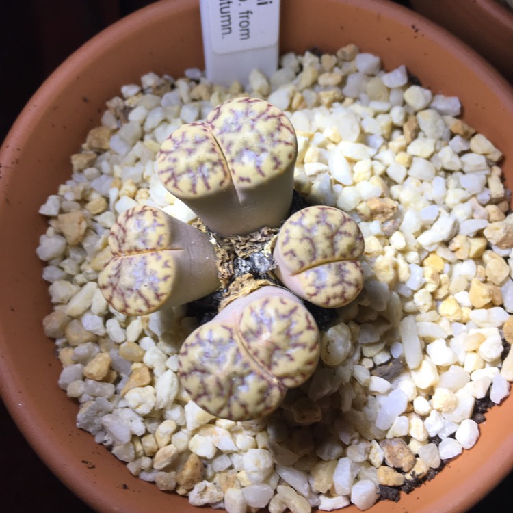 Plant image Lithops Bromfieldii Minnelli