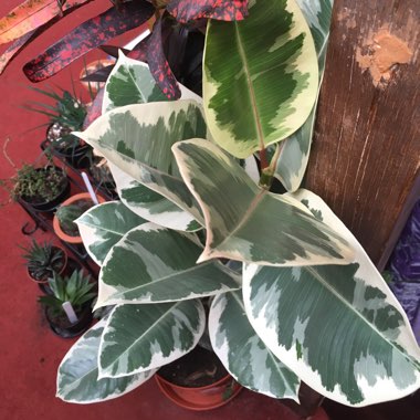 Ficus elastica 'Variegata'