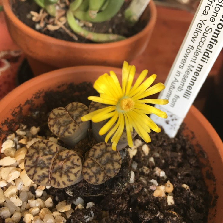 Plant image Lithops Bromfieldii Minnelli