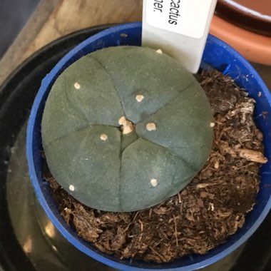 Lophophora Williamsii