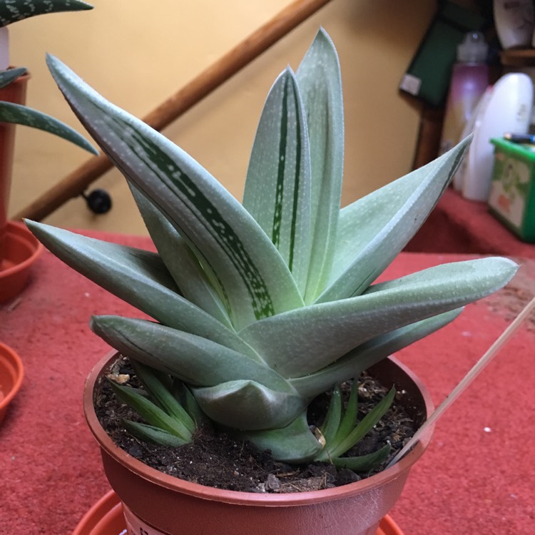 Plant image x Gasteraloe 'Green Ice'