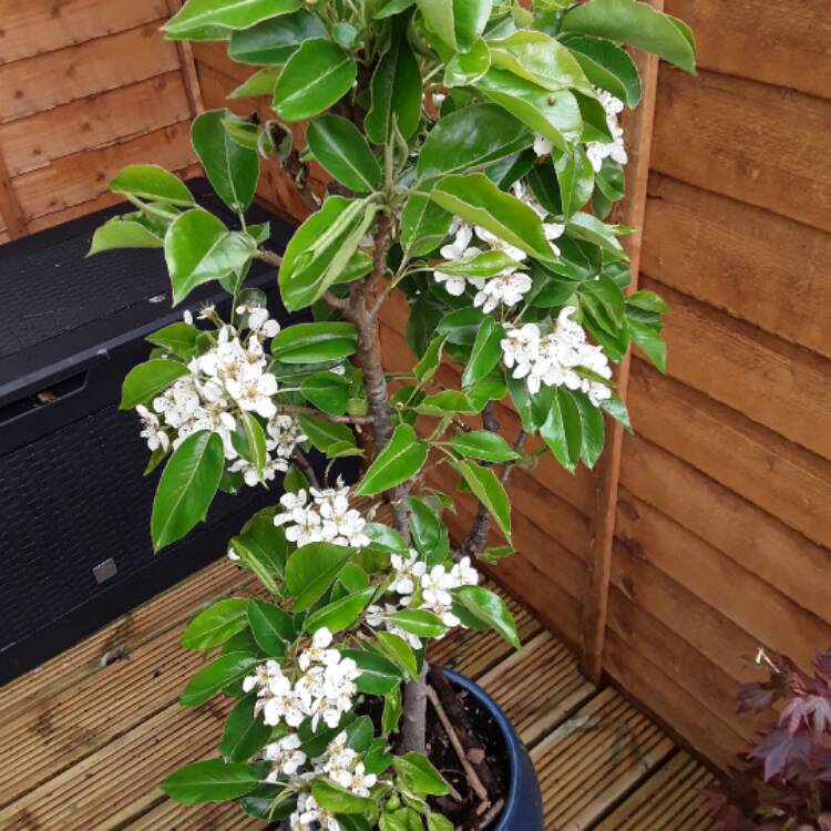 Plant image Pyrus communis 'Harvest Queen'