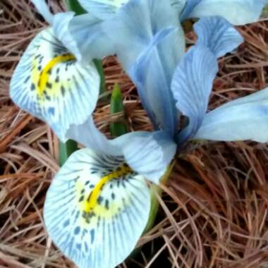 Iris 'Katharine Hodgkin' syn. Iris reticulata 'Katharine Hodgkin', Iris 'Injad Sherwood', Iris reticulata 'Injad Sherwood'