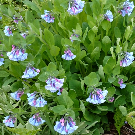 Plant image Mertensia virginica syn. Mertensia pulmonarioides