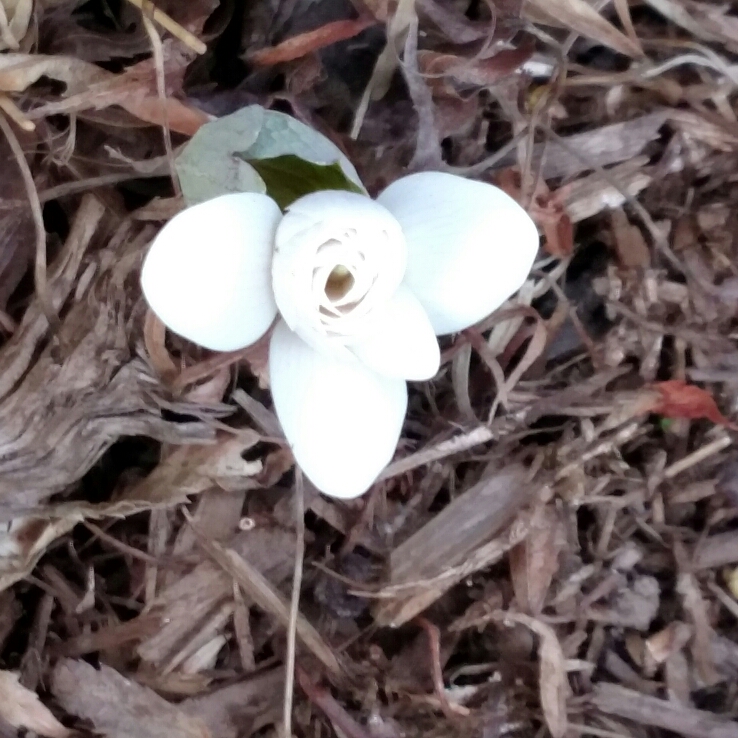 Plant image Sanguinaria canadensis