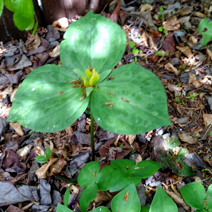 Plant image Trillium