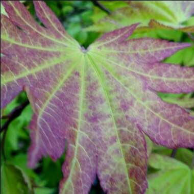 Acer shirasawanum 'Autumn Moon'