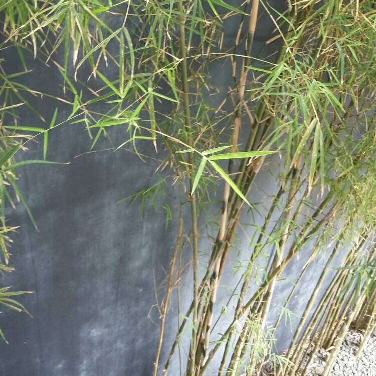 Plant image Phyllostachys bissetii