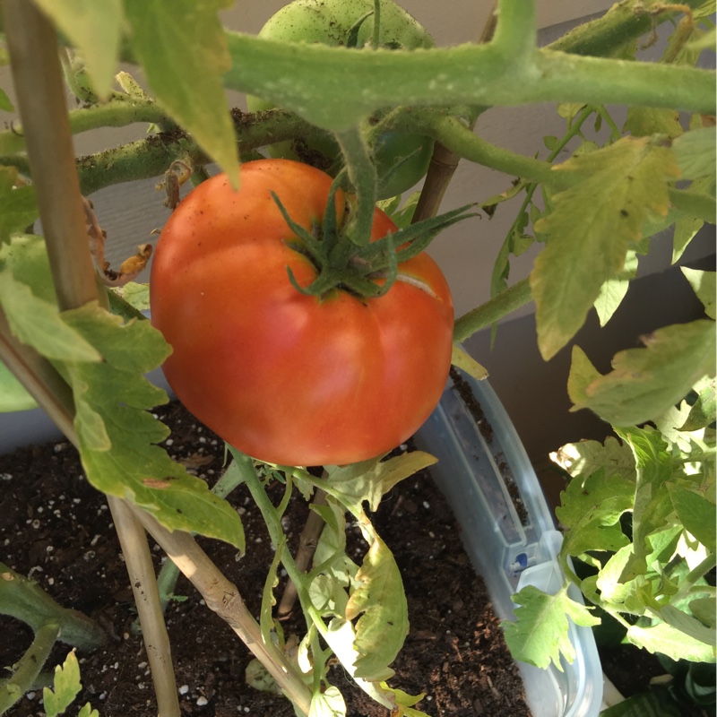 Plant image Solanum lycopersicum 'Better Boy'