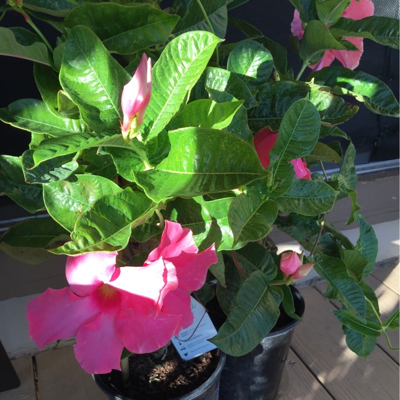 Plant image Mandevilla x amabilis 'Alice du Pont'