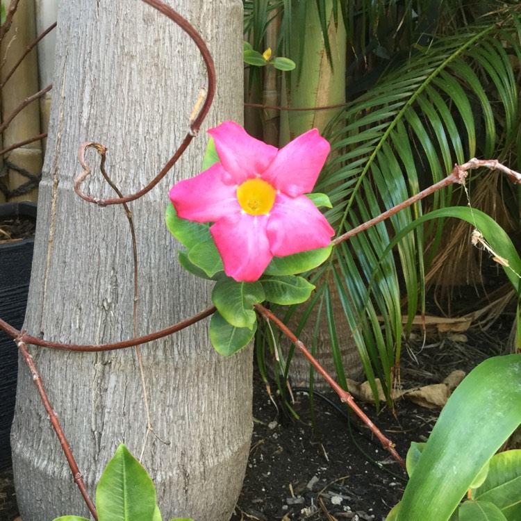 Plant image Mandevilla Sanderi 'Red Riding Hood'