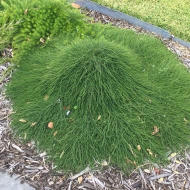 Casuarina glauca