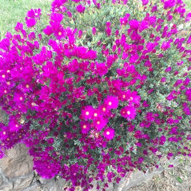 Delosperma cooperi 'Jewel of Desert Garnet' (Jewel of Desert Series)