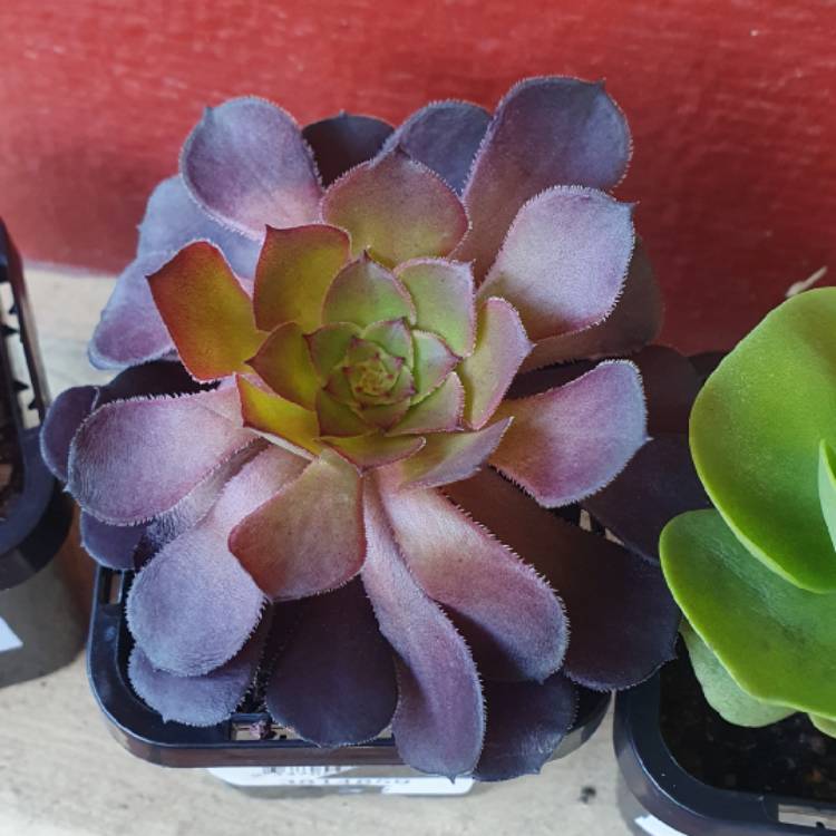 Plant image Aeonium Short Black