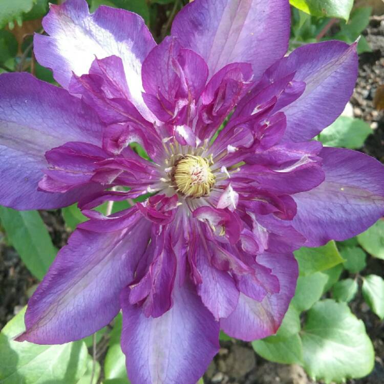 Plant image Clematis 'Royalty'