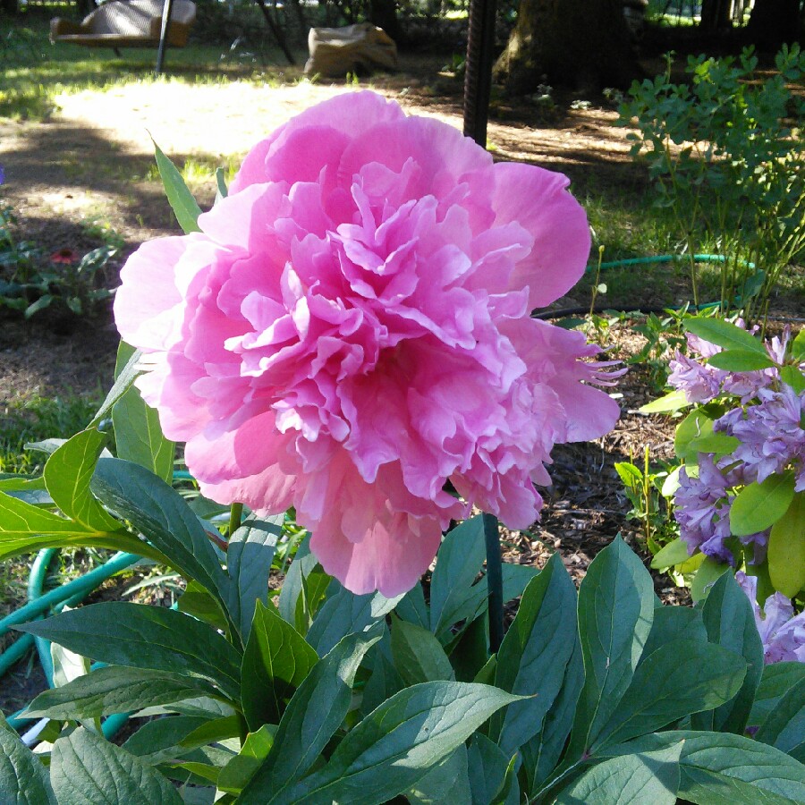 Peony