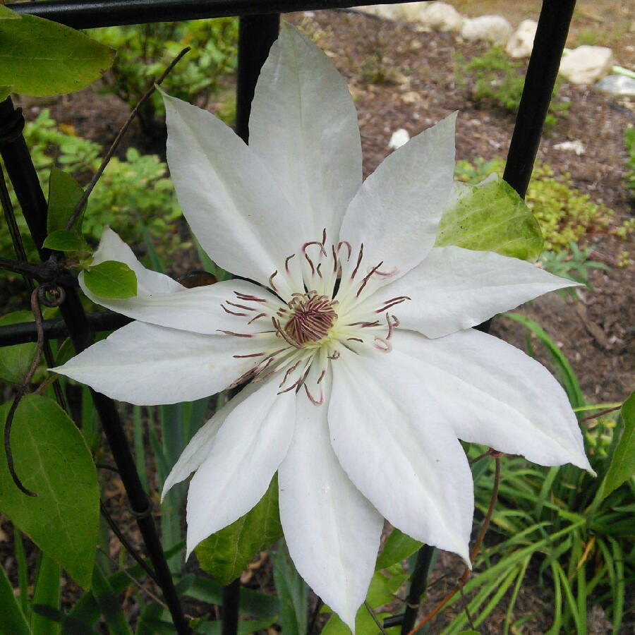 Clematis