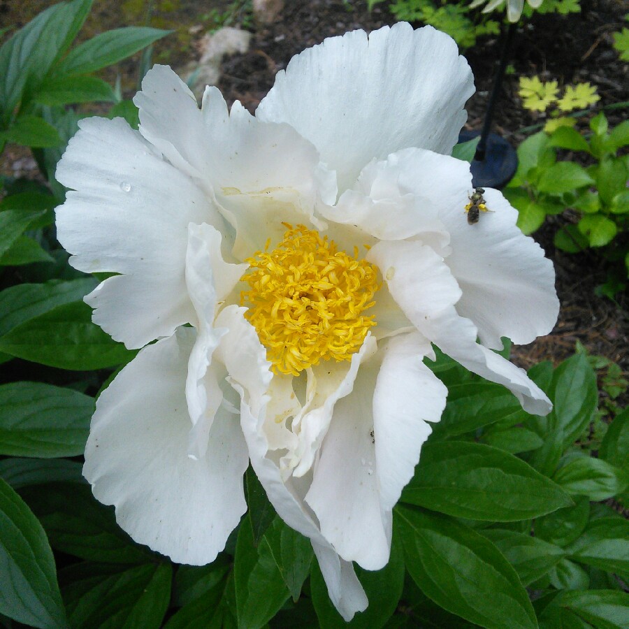 Peony