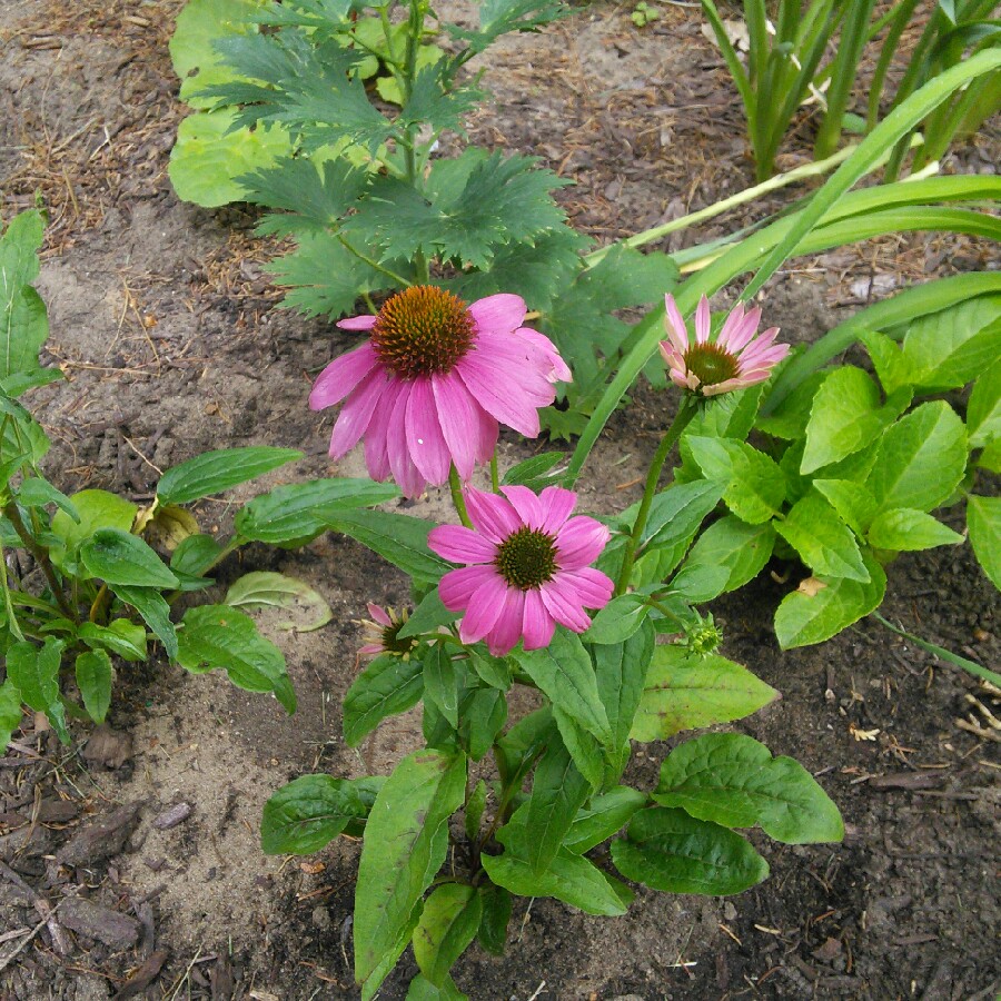 Coneflower 'Big Kahuna'