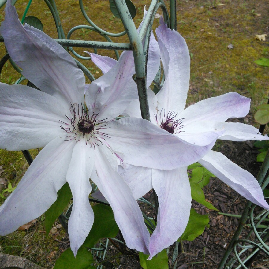 Clematis