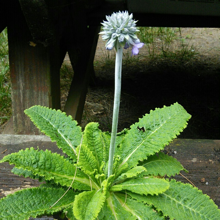 Native Primrose