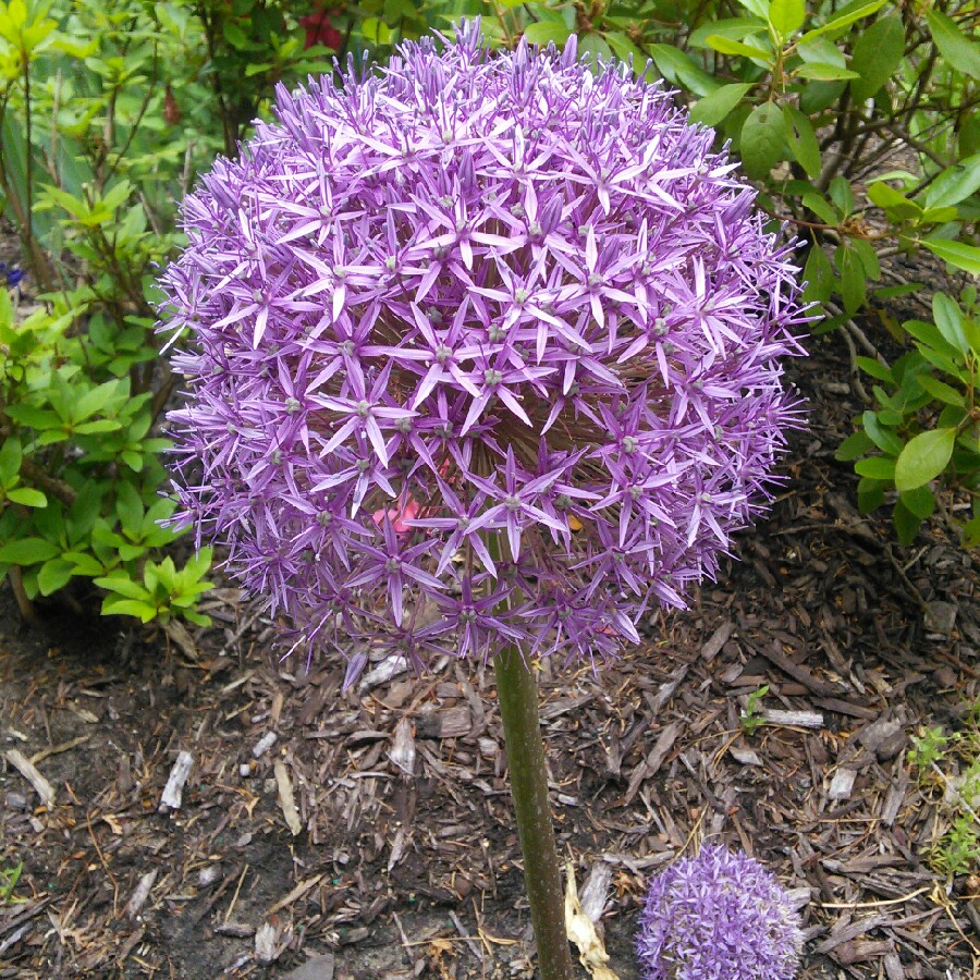 Allium 'Globemaster'