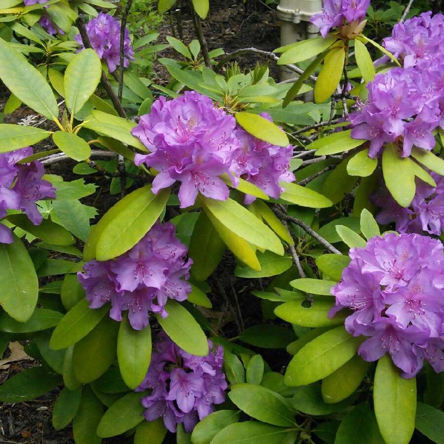 Rhododendron