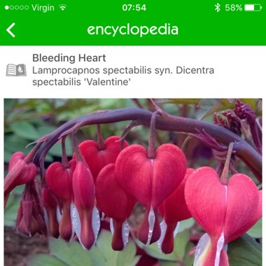 Bleeding Heart 'Valentine'