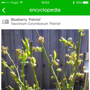 Blueberry 'Patriot'