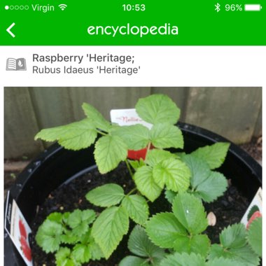 Raspberry 'Heritage;