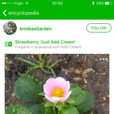 Strawberry 'Just Add Cream'