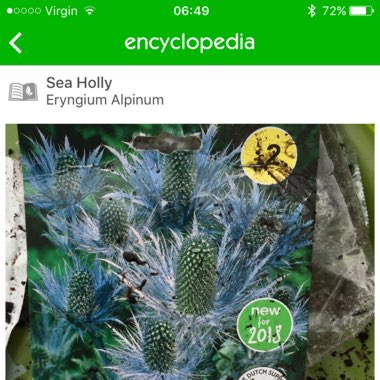 Sea Holly