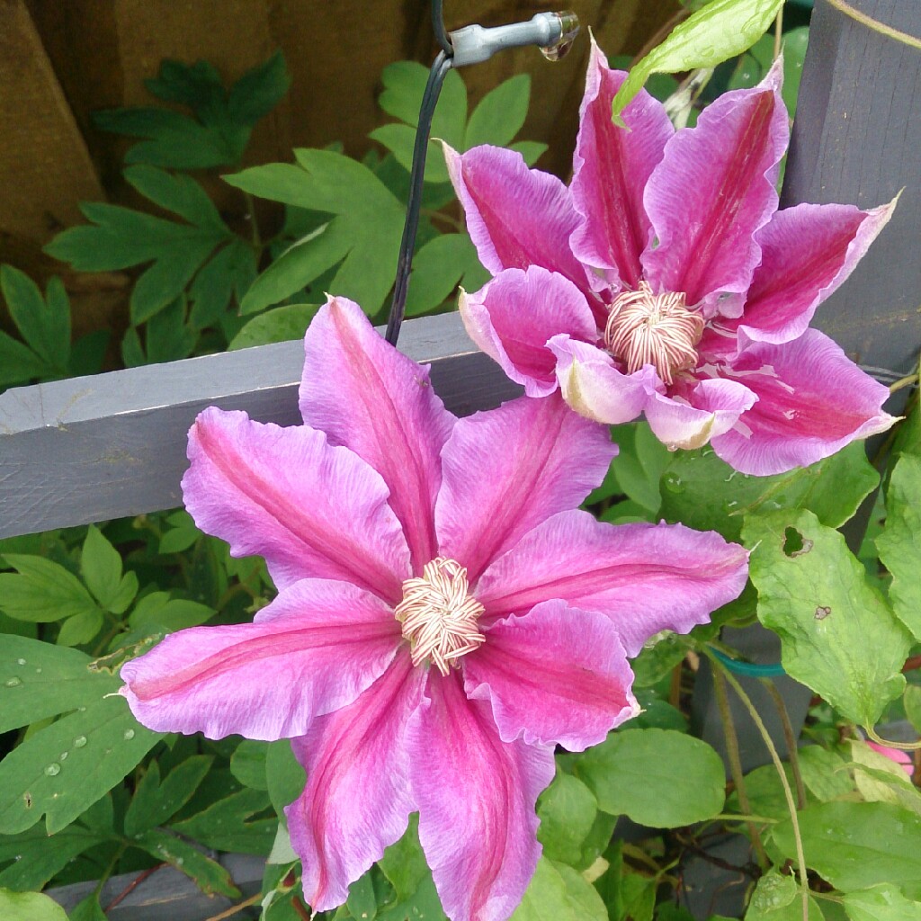 Clematis 'Bees Jubilee'