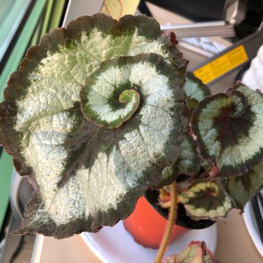 Begonia (Rex Cultorum Group) 'Escargot' syn. Begonia rex 'Escargot'